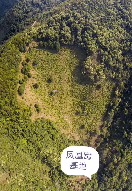 2024年墨江鳳凰窩古樹春茶口感如何？