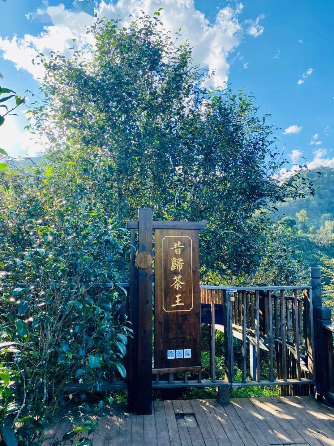 2024年昔歸古樹春茶品質(zhì)如何？