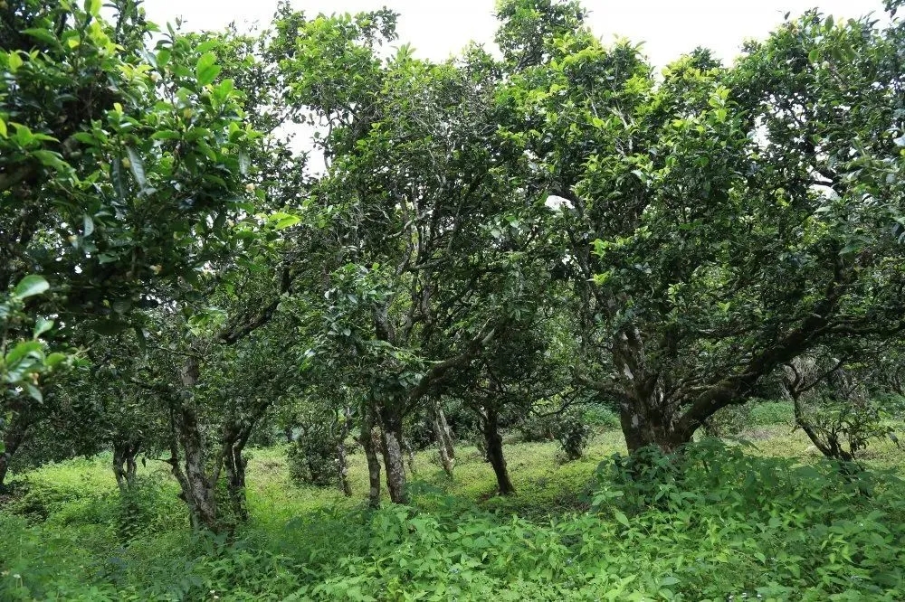 2024年昔歸古樹春茶價(jià)格是多少？