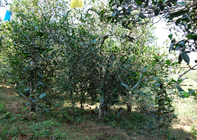 2024年昔歸古樹春茶多少錢一公斤？