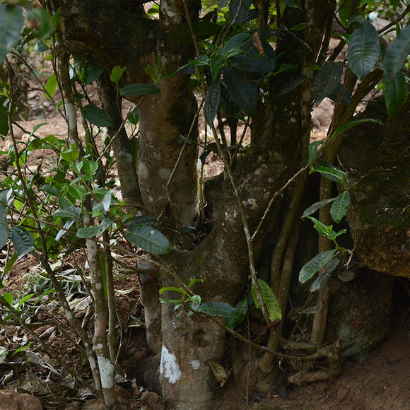 2024年磨烈古樹春茶口感怎么樣？