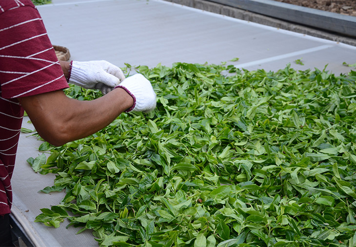 2024年磨烈古樹春茶特點(diǎn)是什么？