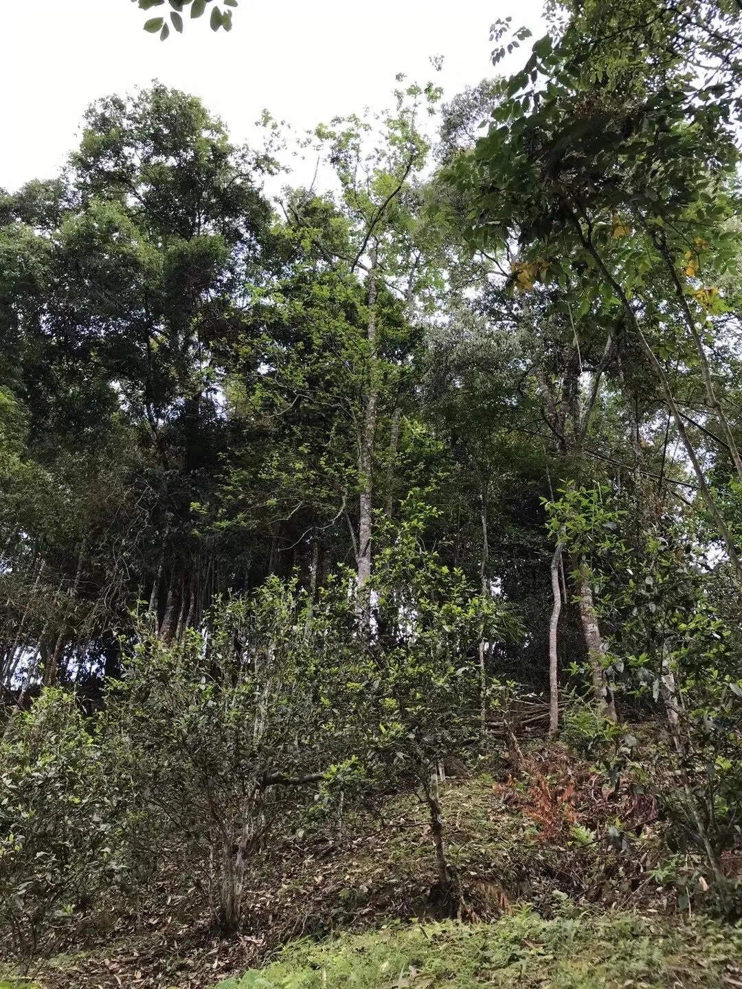 2025年易武古樹春茶口感如何？