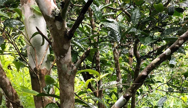 2025年易武古樹(shù)春茶品質(zhì)怎么樣？