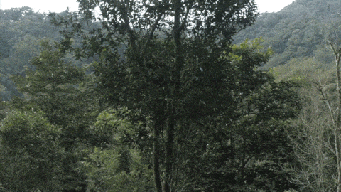 2025年易武古樹春茶價格是多少？