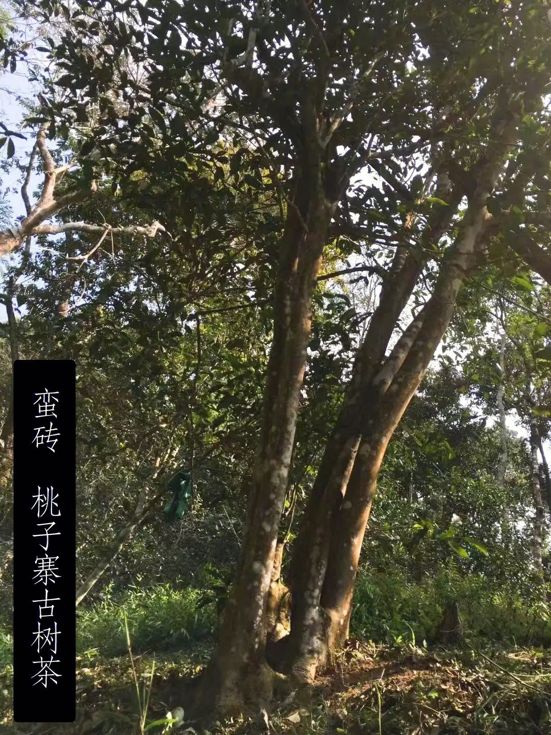 2025年蠻磚古樹(shù)春茶口感怎么樣？