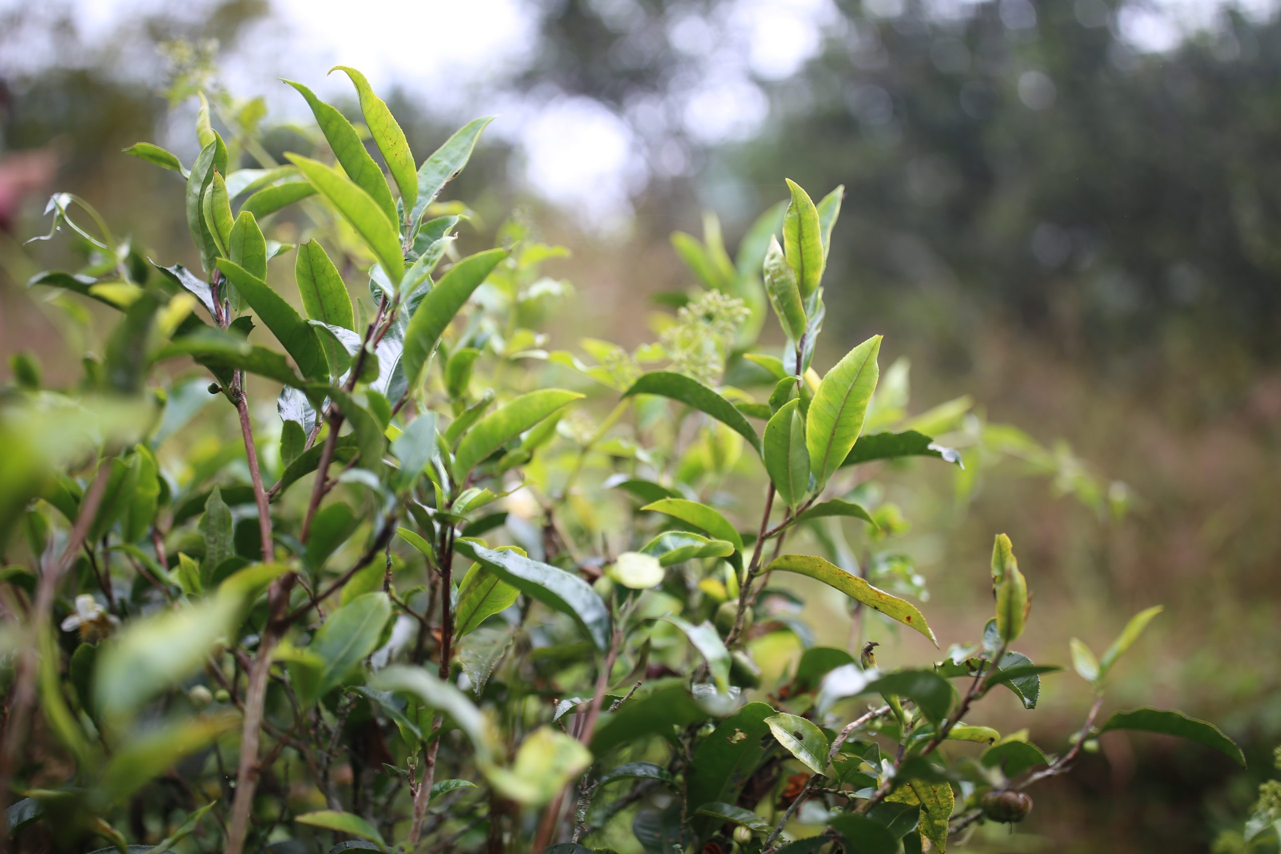 2025年蠻磚古樹春茶多少錢一公斤？