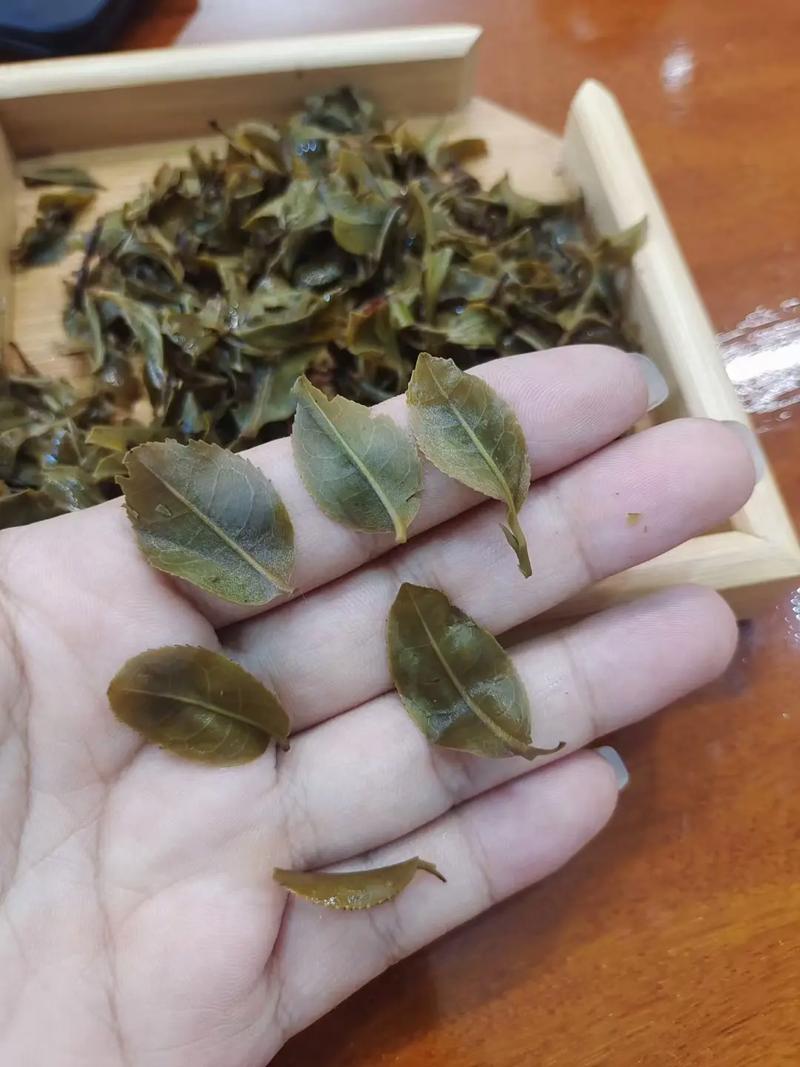 倚邦頭春茶，小葉種的春天